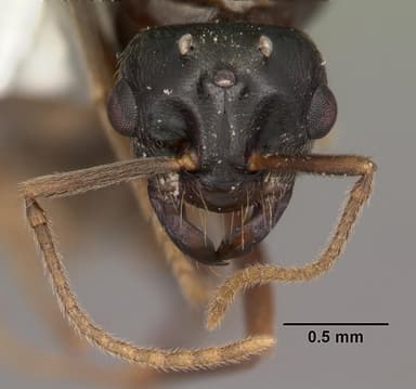 Lasius interjectus — queen photo 17