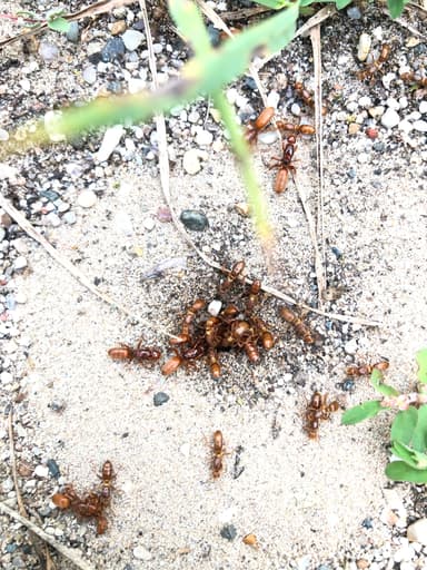 Lasius latipes photo 16