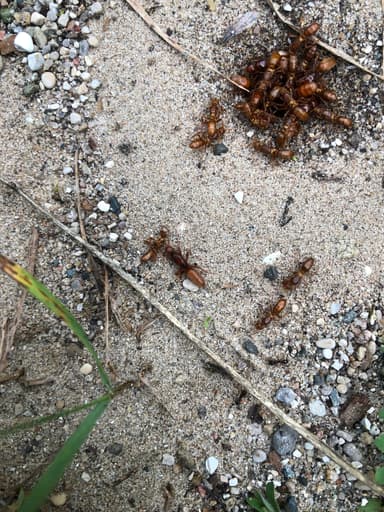 Lasius latipes photo 18