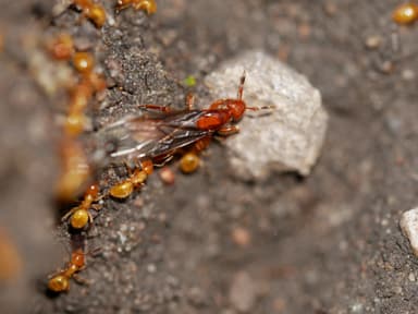 Lasius latipes — queen photo 20
