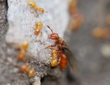 Lasius latipes — queen photo 21