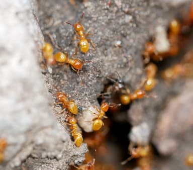 Lasius latipes — queen photo 22