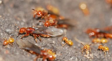Lasius latipes — queen photo 23