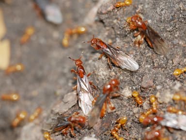 Lasius latipes — queen photo 24