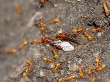 Lasius latipes — queen photo 25