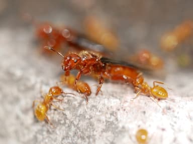 Lasius latipes — queen photo 26