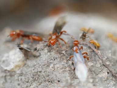Lasius latipes — queen photo 27