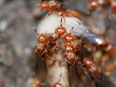 Lasius latipes — queen photo 28