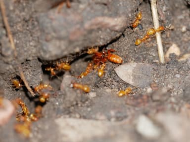 Lasius latipes — queen photo 29
