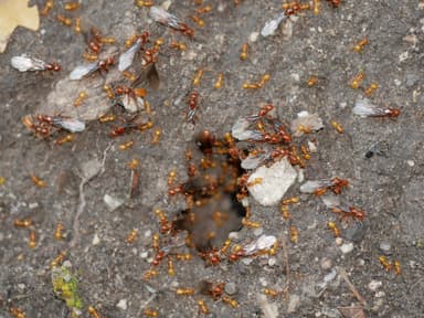 Lasius latipes — queen photo 31
