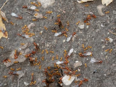 Lasius latipes — queen photo 32