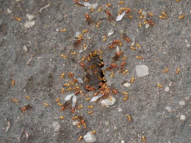 Lasius latipes — queen photo 33