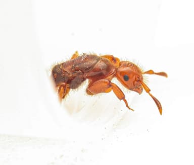 Lasius latipes photo 36
