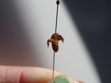 Lasius latipes photo 40