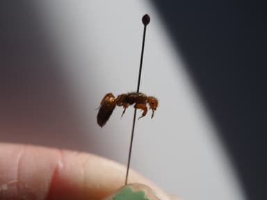 Lasius latipes photo 41