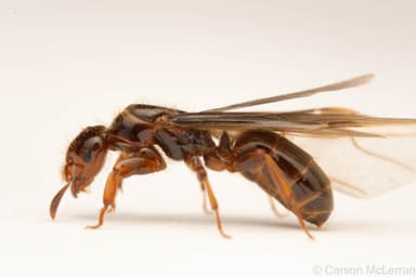 Lasius latipes — queen photo 43