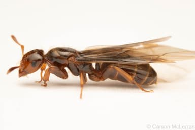 Lasius latipes — queen photo 44