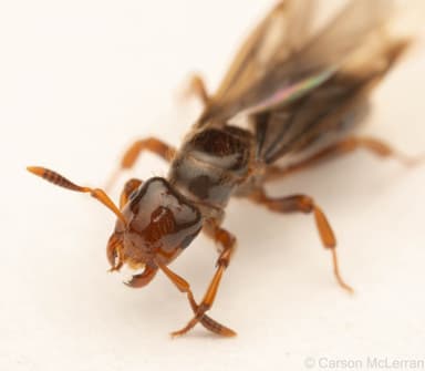 Lasius latipes — queen photo 46