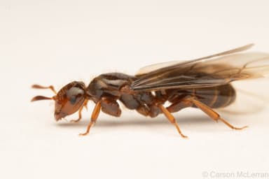 Lasius latipes — queen photo 48