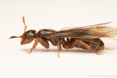 Lasius latipes — queen photo 49