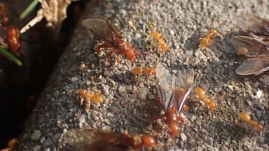 Lasius latipes — colony photo 50