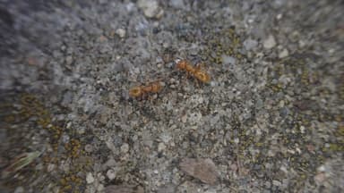 Lasius latipes — colony photo 52
