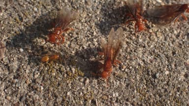 Lasius latipes — colony photo 54