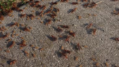 Lasius latipes — colony photo 55