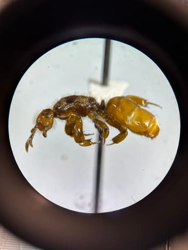 Lasius latipes photo 57