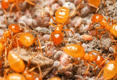 Lasius latipes photo 59