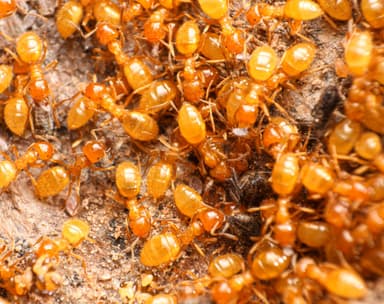 Lasius latipes photo 61