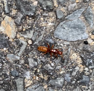 Lasius latipes photo 62