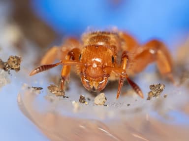 Lasius latipes photo 63