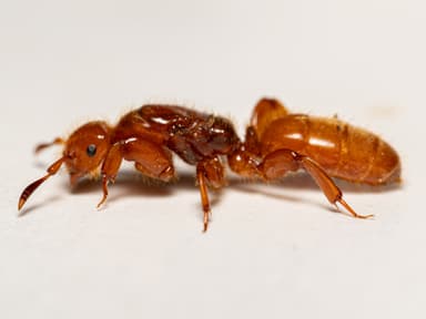 Lasius latipes photo 64