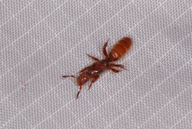 Lasius latipes photo 65
