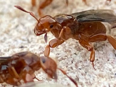 Lasius latipes photo 66