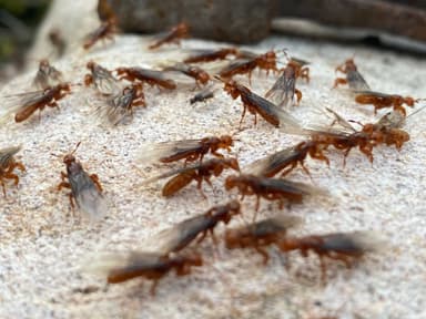 Lasius latipes photo 67
