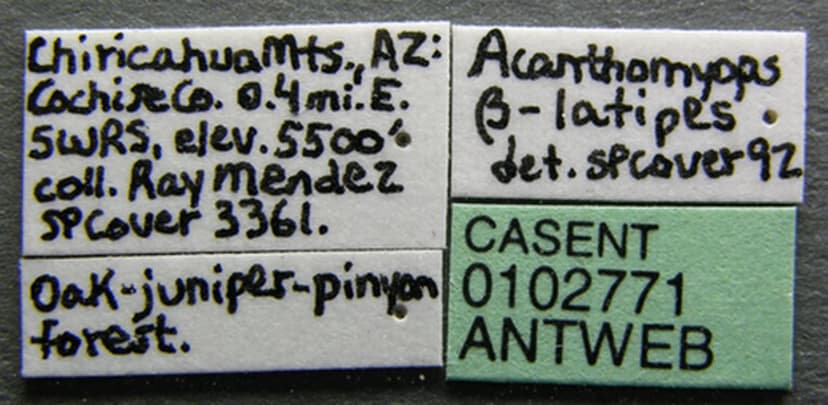 Lasius latipes photo 1