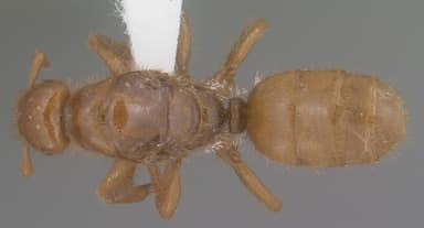 Lasius latipes — queen photo 2