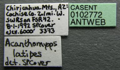 Lasius latipes photo 3