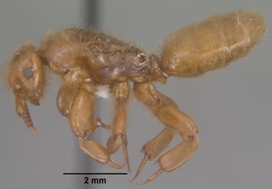 Lasius latipes — queen photo 5