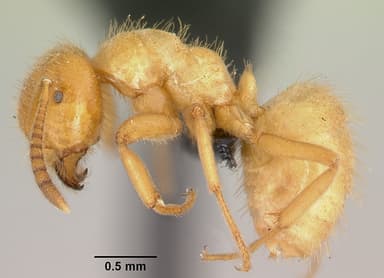 Lasius latipes — queen photo 7