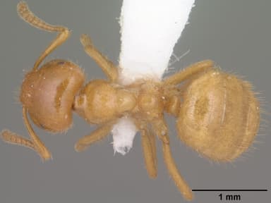 Lasius latipes — queen photo 8
