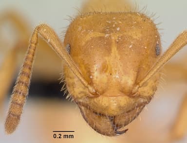 Lasius latipes — queen photo 10