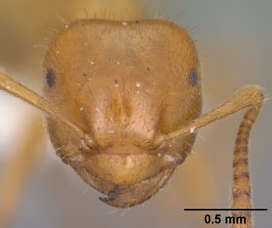 Lasius latipes — queen photo 13