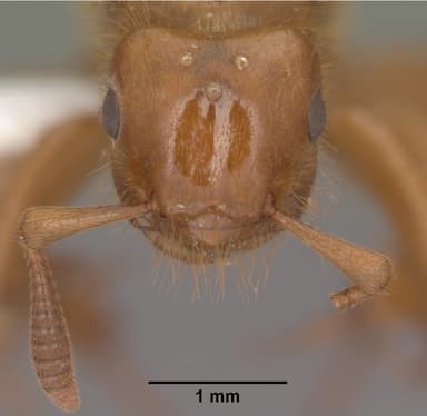 Lasius latipes — queen photo 15