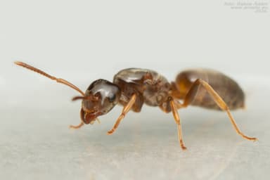 Lasius mixtus photo 15