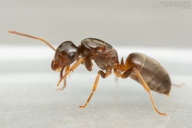 Lasius mixtus photo 16