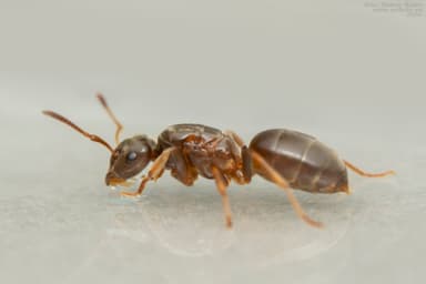 Lasius mixtus photo 17