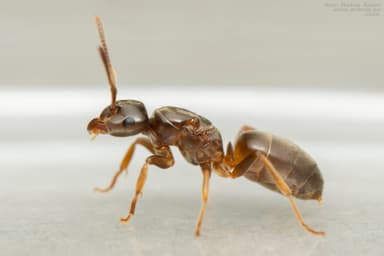 Lasius mixtus photo 18